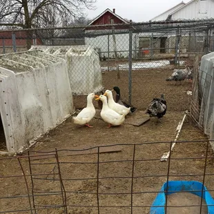 Really not that different from a college committee meeting