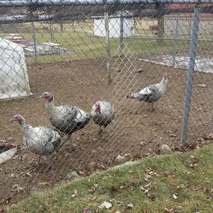 I feel like they are judging me but they don't know what I did Thanksgiving