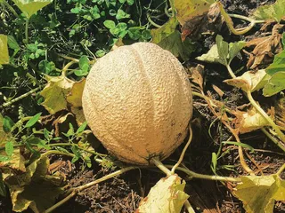 Hunger Task Force The Farm