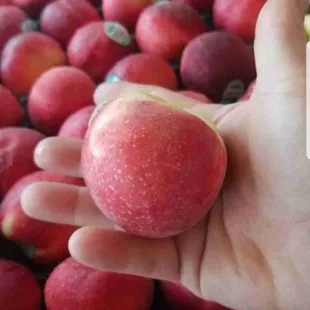a hand holding an apple