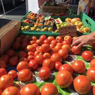  a person picking tomatoes