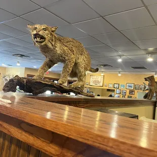 Stuffed cat ?