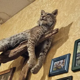 The stuffed lynx above our table.