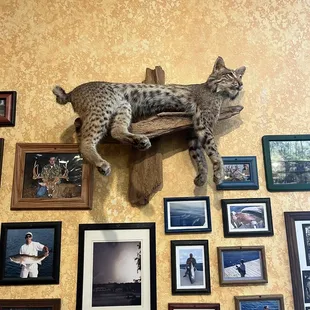 Another cat