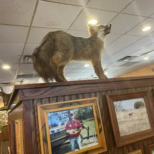 Fox
