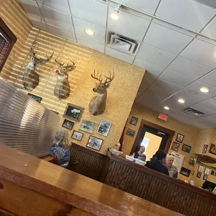 Deer
