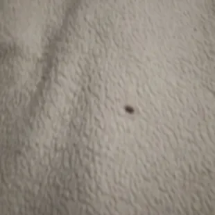 The sheets plus the blanket everything has holes in it all the money they asked for they should buy a new stuff