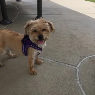 Koko says this is a cool dp w/grass and water pools to play in!