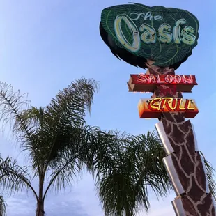 a giraffe standing in front of a palm tree