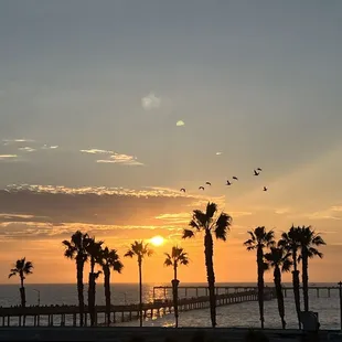 the sun setting over the ocean and palm trees