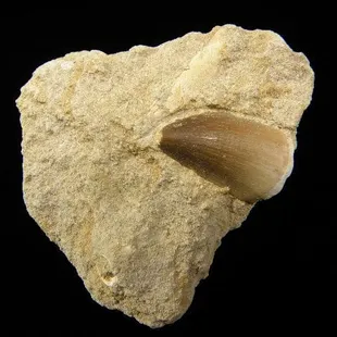 Mosasaur Tooth at OBJETS D'ART