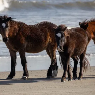OBX Beach Access