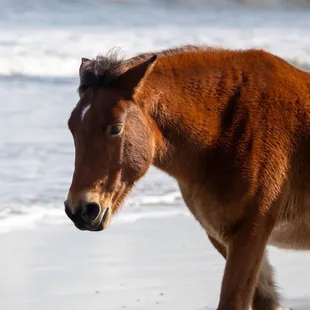 Wild horses of Corolla Beach.