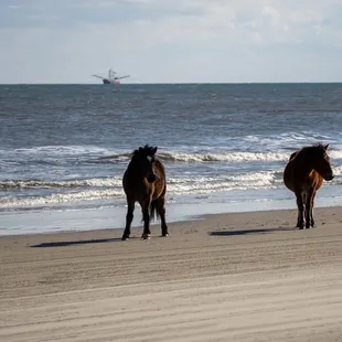 What?! Your dog wants to come at me? Bring it!