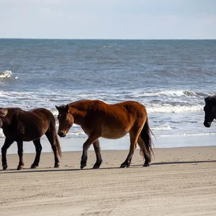 Wild horses of Corolla Beach.