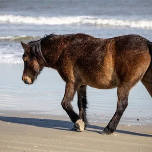 Wild horses of Corolla Beach.
