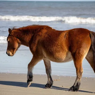 Wild horses of Corolla Beach.