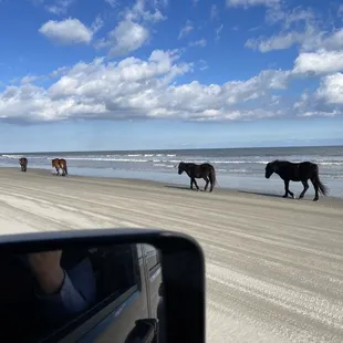 Wait!! Horses!!! Success!