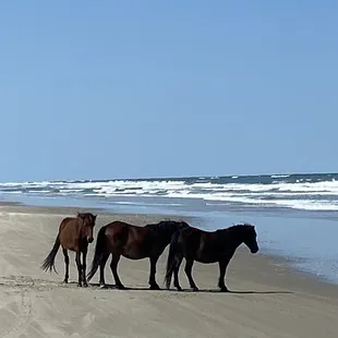 Wild horses