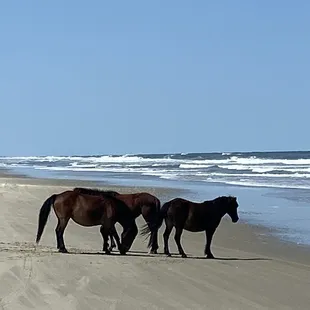 Wild horses