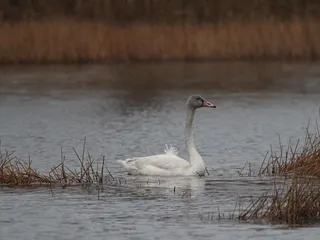 Mackay Island National Wildlife Refuge