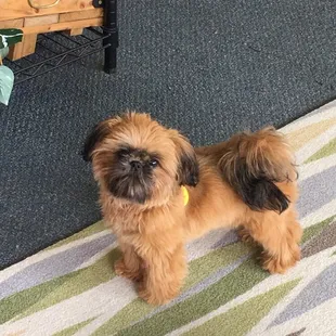 Have you seen a cuter greeter?!