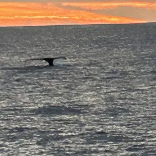 Got see see a dolphin, so fun.