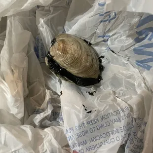 a clam in a plastic bag