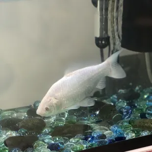 Atlantis he is not for sale but big a the kids love him.