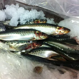 Local sardines
