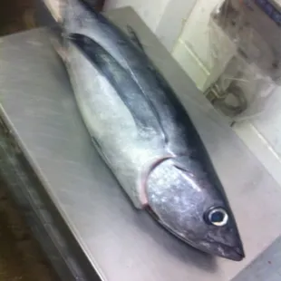 Local albacore