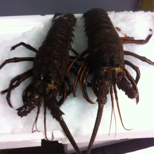 Spiny lobsters