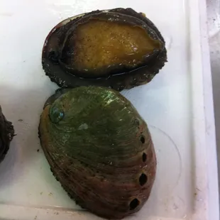 Local abalone