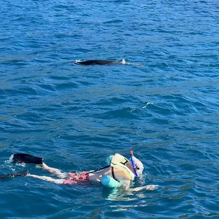 Snorkeling with a large , massive monk seal in the background
