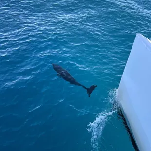 Beautiful dolphin. Although it could be a baby shark too