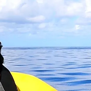 Breaching Humpback whale.