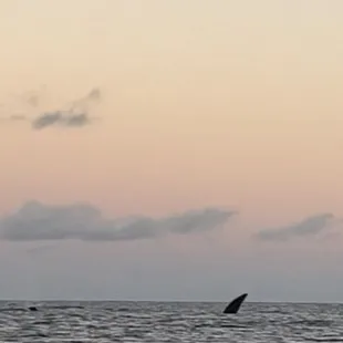 Baby humpback whale jumping! We learned so much on this tour captain Kevin is great! Sunrise is a great time to go.