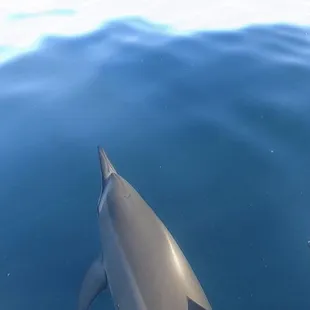 Dolphins swimming in front of boat