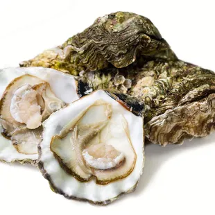 three oysters on a white background