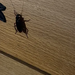 A cockroach that climbed out of the dresser.