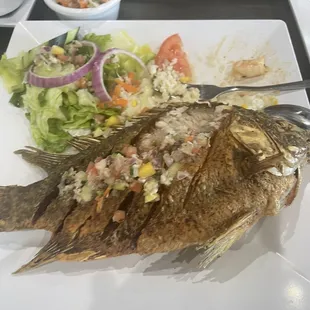 Tilapia