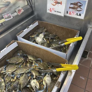 Blue crab