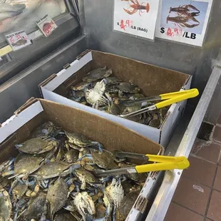 mussels, food, oysters and mussels, shellfish, oysters
