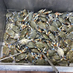 Blue crab