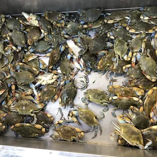 Live crabs (they do have a lot of live seafood and shellfish).
