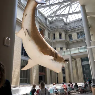 Shark!