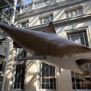 Megalodon is pretty impressive; eating + learning.