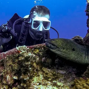 Diver says hello to Moray eel on the Sea Tiger Wreck