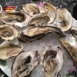 Oysters full dozen