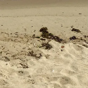 Ocean View Beach's sand